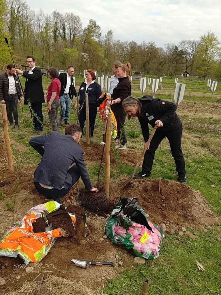 Das Sutter-Team beim Pflanzen von Bäumen.